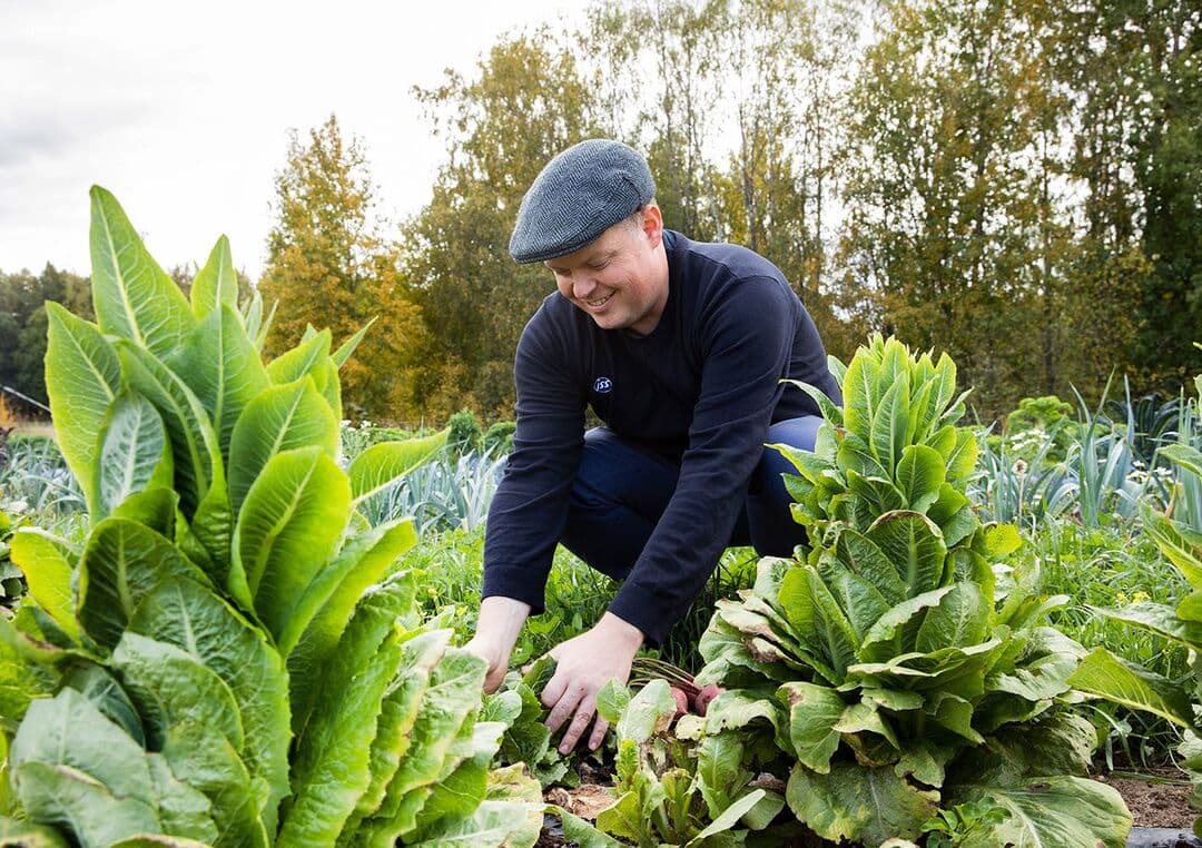 A chef kneels to harvest fresh organic produce from a client site food garden.